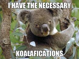 koala